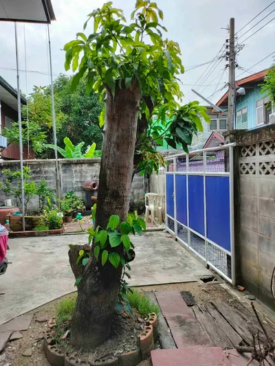 House for sale near MRT Phasi Charoen, photo 4 of 5