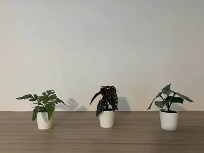 Chewathai Residence Asokeの1ベッドルームコンドミニアム（賃貸）、写真1/5