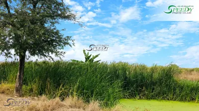 Land for sale near ARL Lat Krabang, photo 2 of 4